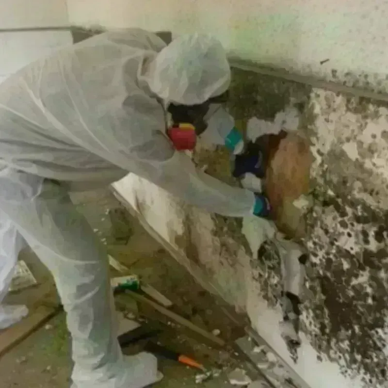 Mold Remediation and Removal in Ridgewood, NJ